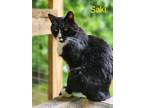 Adopt Saki a Domestic Shorthair / Mixed (short coat) cat in Cambridge