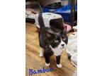 Adopt Bamboo a American Shorthair / Mixed (short coat) cat in Cambridge
