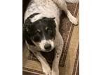 Adopt Frankie a White - with Black Australian Cattle Dog / Mixed dog in Tucson