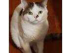 Adopt Stan a White (Mostly) Domestic Shorthair (short coat) cat in Toronto