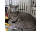Adopt Violet a Gray or Blue Domestic Shorthair (short coat) cat in Black River