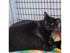 Adopt Iris a All Black Domestic Shorthair (short coat) cat in Black River Falls