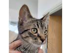 Adopt Chips a Tan or Fawn Tabby Domestic Shorthair (short coat) cat in Black