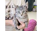 Adopt Prime a Gray, Blue or Silver Tabby Domestic Shorthair (short coat) cat in