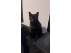 Adopt Levi a All Black Domestic Shorthair / Mixed (short coat) cat in San