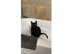 Adopt Rin a All Black Domestic Shorthair / Mixed (short coat) cat in San Angelo