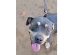 Adopt Shugga a American Pit Bull Terrier / Mixed dog in Crosbyton, TX (38585927)