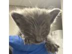 Adopt Sugar a Gray or Blue Domestic Shorthair / Mixed cat in Yuma, AZ (38585689)
