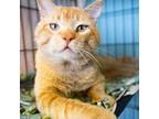 Adopt Riley a Orange or Red Domestic Shorthair / Mixed cat in Las Vegas