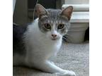 Adopt Gossamer Wing a Gray or Blue Domestic Shorthair / Mixed cat in Houston