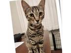 Adopt Trident a Brown or Chocolate Domestic Shorthair / Mixed cat in Allen