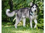 Adopt Rambo a Black - with White Siberian Husky / Mixed dog in Winter Springs