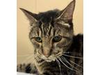 Adopt Zoltan a Domestic Shorthair / Mixed cat in Spokane Valley, WA (38585223)