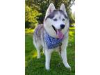 Adopt Denali a Black - with White Siberian Husky / Mixed dog in Winter Springs