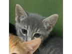 Adopt Tillany Parks ca a Gray or Blue Domestic Shorthair / Mixed cat in