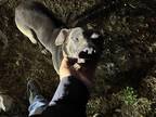 Adopt Found a Gray/Silver/Salt & Pepper - with White American Pit Bull Terrier /