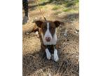 Adopt little a Red/Golden/Orange/Chestnut - with White American Pit Bull Terrier