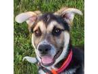 Adopt Cookie a Black - with Tan, Yellow or Fawn German Shepherd Dog / Siberian