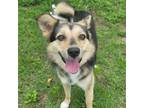 Adopt Mamu a Black - with Tan, Yellow or Fawn Jindo / Mixed dog in Calgary
