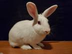 Adopt Yuki a White Florida White / Mixed (short coat) rabbit in Melbourne