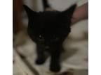 Adopt Litten a All Black Domestic Shorthair / Mixed cat in Inwood, WV (38584587)