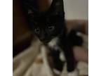 Adopt Zekrom a All Black Domestic Shorthair / Mixed cat in Inwood, WV (38584585)