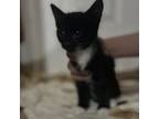 Adopt Giratina a All Black Domestic Shorthair / Mixed cat in Inwood