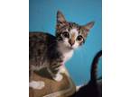 Adopt Kate a Gray, Blue or Silver Tabby Domestic Shorthair (short coat) cat in