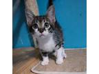 Adopt Fred a Gray, Blue or Silver Tabby Domestic Shorthair (short coat) cat in