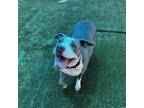 Adopt NADIA a Gray/Silver/Salt & Pepper - with Black Pit Bull Terrier / Mixed