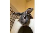 Adopt Bailey a Agouti Other/Unknown / Mixed (short coat) rabbit in Latrobe
