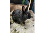 Adopt Foxy a Black Lionhead / Mixed rabbit in Latrobe, PA (38584240)