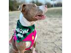 Adopt Mimosa a Tan/Yellow/Fawn Staffordshire Bull Terrier / Mixed dog in
