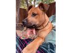 Adopt Peanut a Tan/Yellow/Fawn - with Black Black Mouth Cur / Mixed dog in