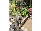 Adopt Blue Bell a Gray/Blue/Silver/Salt & Pepper American Pit Bull Terrier /