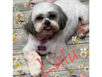 Adopt Lulu 2 a White - with Tan, Yellow or Fawn Shih Tzu / Mixed dog in Phoenix