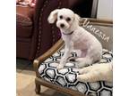 Adopt Vanessa a White - with Tan, Yellow or Fawn Poodle (Miniature) / Chinese