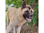 Adopt Butters a Tan/Yellow/Fawn - with Black Akita / Mixed dog in Chesapeake