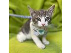 Adopt SASSY a Gray, Blue or Silver Tabby Domestic Shorthair (short coat) cat in