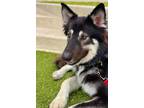 Adopt Rocky a Black - with Gray or Silver German Shepherd Dog / Alaskan Malamute