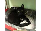 Adopt Casper a All Black Domestic Shorthair / Mixed cat in Patchogue