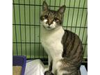 Adopt Smores a White Domestic Shorthair / Mixed cat in Patchogue, NY (38583450)