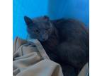 Adopt Smokey a Gray or Blue Domestic Shorthair / Mixed cat in Wadena