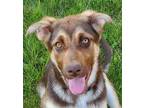 Adopt Brownie a Brown/Chocolate - with Tan German Shepherd Dog / Siberian Husky