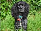 Adopt Kobie's Story a Black - with Gray or Silver Cocker Spaniel / Mixed dog in