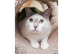 Adopt Perry a White Domestic Shorthair / Domestic Shorthair / Mixed cat in