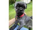 Adopt Onyx a Black Shih Tzu / Mixed dog in Bucks County, PA (38582924)