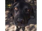 Adopt Happy a Black Labrador Retriever / Mixed dog in Austin, TX (38582943)
