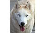 Adopt Coquita/Coco a White - with Tan, Yellow or Fawn Siberian Husky / Mixed dog