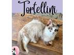 Adopt Tortellini a Siamese / Mixed (short coat) cat in Nashville, GA (38582781)